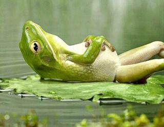 Frog napping on his back on a lily pad