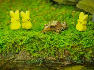 Easter Peeps and Frog 